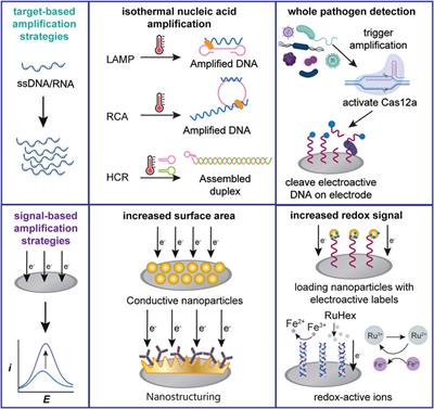 Recent Advances in Signal Amplification to Improve Electrochemical Biosensing for Infectious Diseases